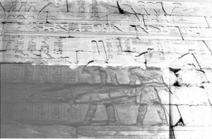 Photo »1139« aus dem Edfu-Projekt.