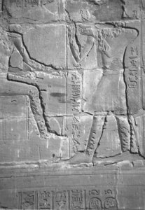 Photo »4251« aus dem Edfu-Projekt.