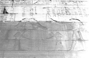 Photo »1117« aus dem Edfu-Projekt.