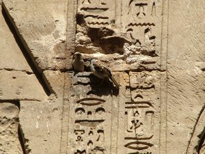 Photo »D05_1437« aus dem Edfu-Projekt.