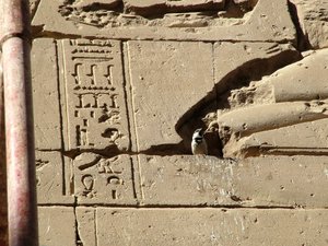 Photo »D05_1120« aus dem Edfu-Projekt.