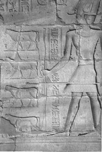 Photo »4408« aus dem Edfu-Projekt.