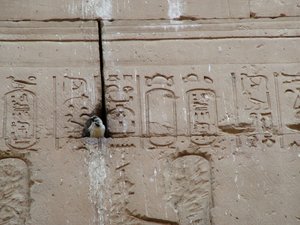 Photo »D05_3484« aus dem Edfu-Projekt.